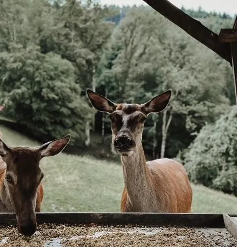 Badischer Hof 酒店 比伯拉赫