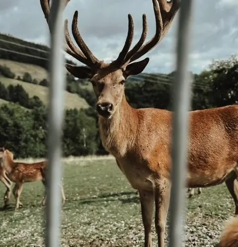 酒店 Badischer Hof 比伯拉赫